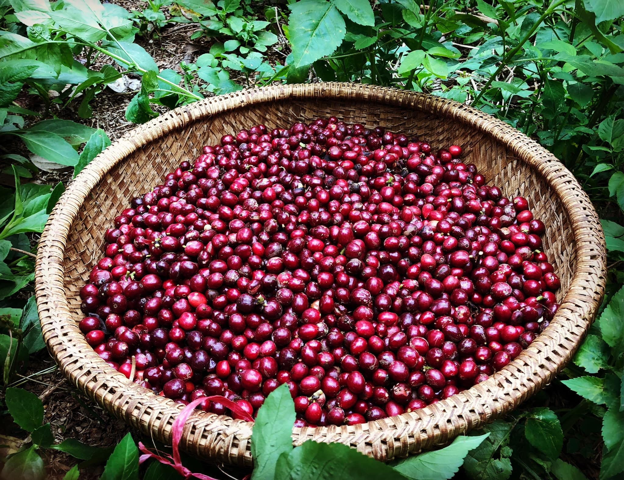 Vườn rừng Dalanka