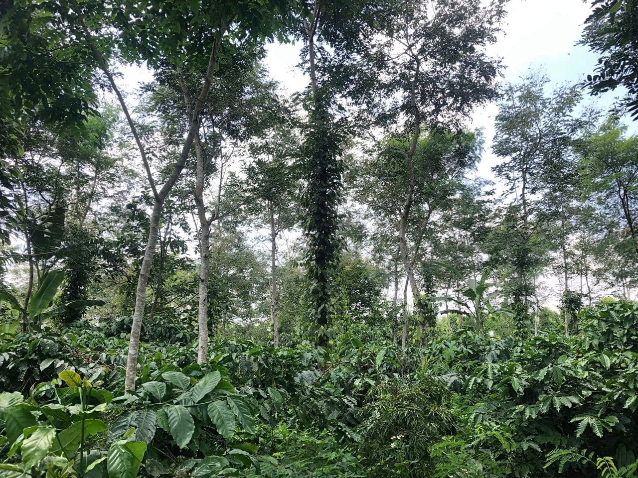 Tán cà phê vườn rừng