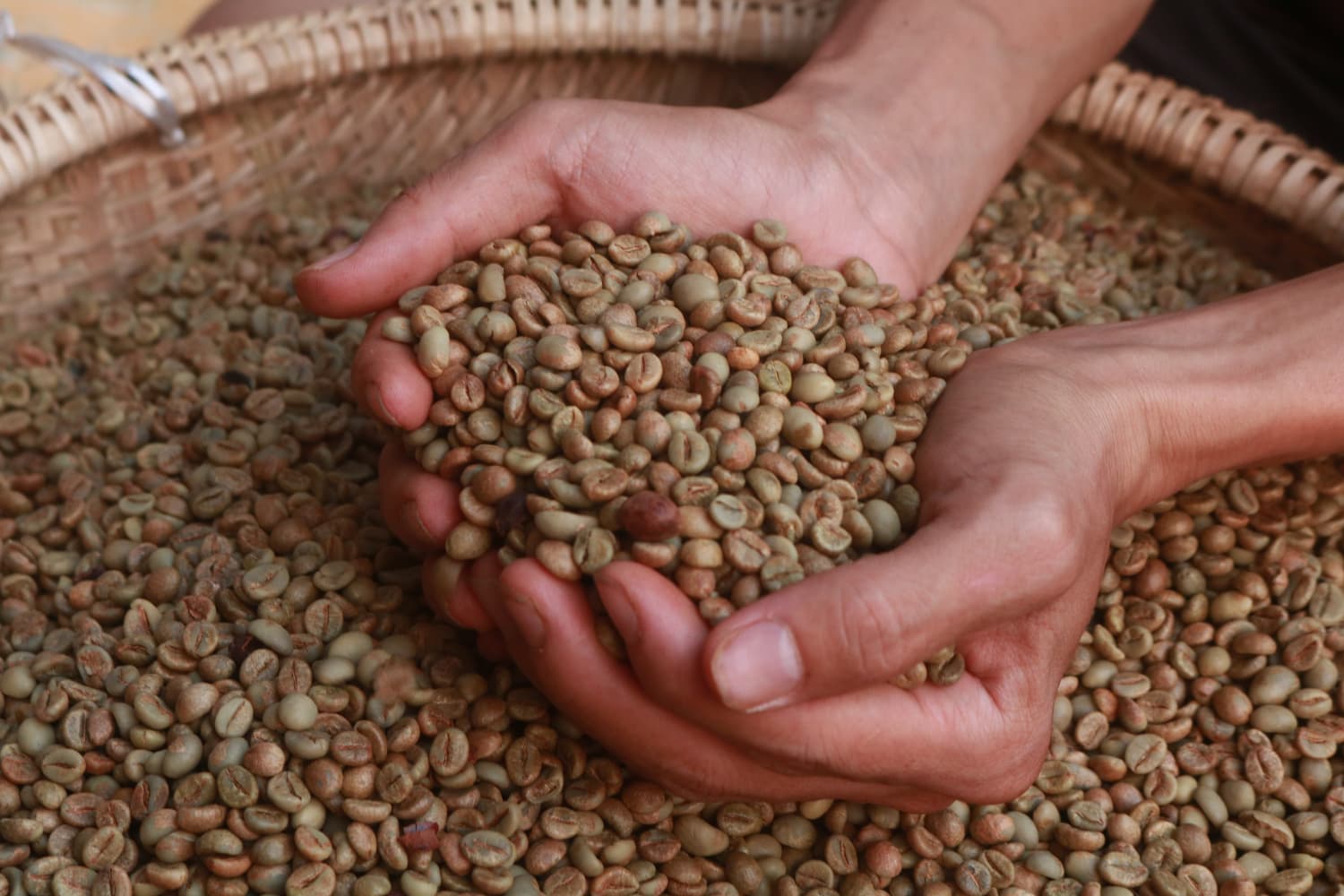 Hạt xanh Fine Robusta