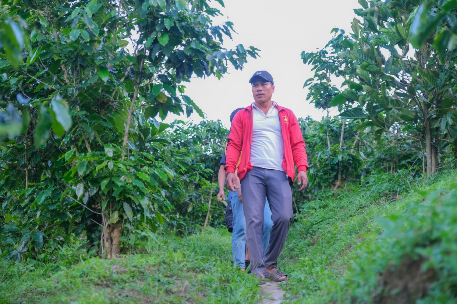 Vườn Hoàng Luận 1