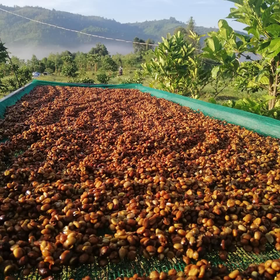 Vườn Hoàng Luận 2