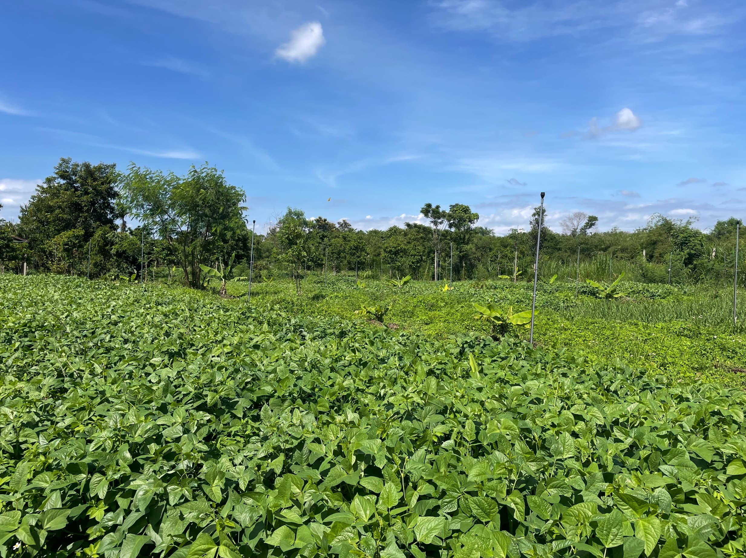 Vườn mẫu Dalanka - Lạc Đà Farm 1