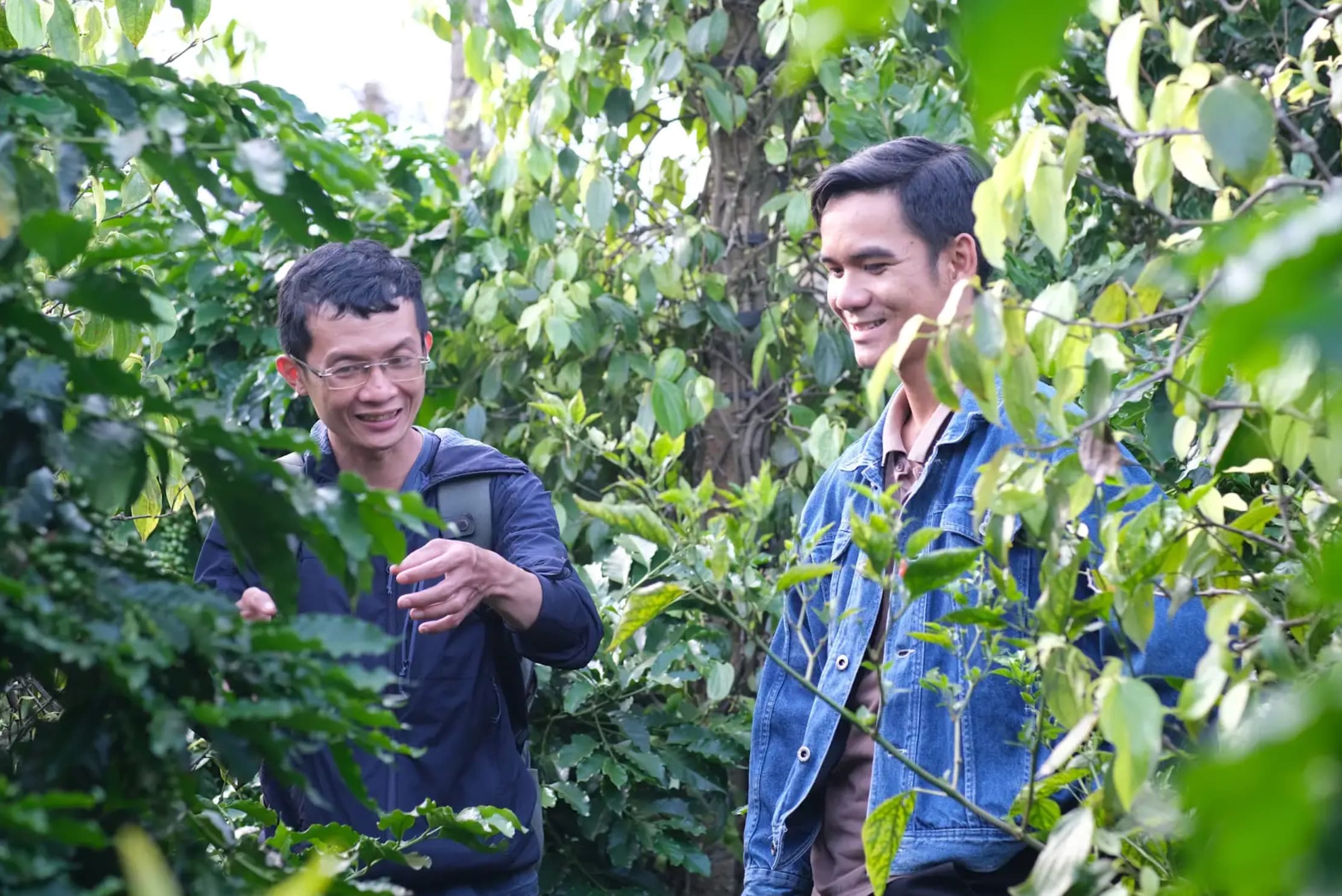 Tư vấn phát triển vườn rừng tái sinh