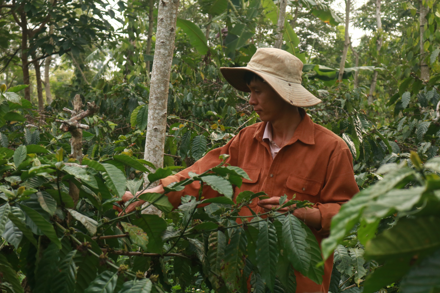 Vườn nhà Dũng
